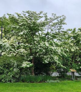 White Dogwood