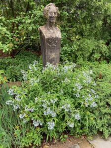 Amsonia in Front of Pan