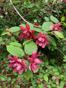 Calycanthus Floridus