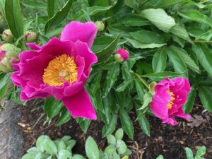 Peony Flower