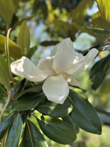 Magnolia Grandiflora Edith Bogue