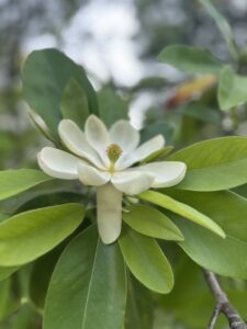 Magnolia Viginiana cv. Moonglow