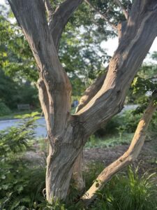 Seven Sons Tree