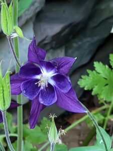 Columbine