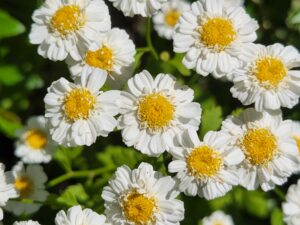 Feverfew