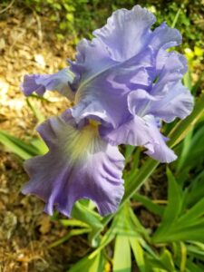 Lavender Iris
