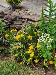 Prickly Pear and Feverfew