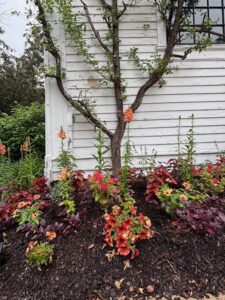 Espaliered Prunus Mume Flowers
