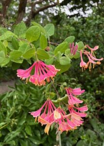 Honeysuckle