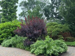 Smoke Bush