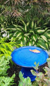 Bird Bath
