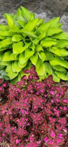 Hosta & Coleus