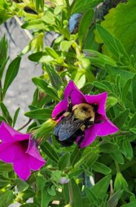 Bee and Calibrachoa