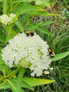 Bees on Asclepias