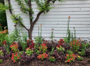 Espaliered Plum  & Colorful Annuals
