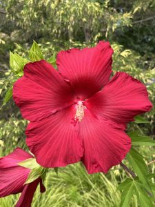 Perennial Hibiscus