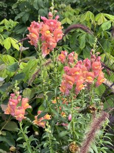 Snapdragons