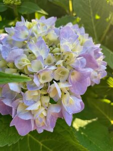 Hydrangea by Gerry Pappalardo