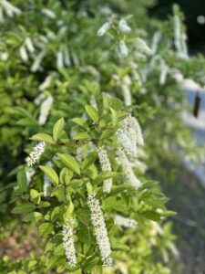 Itea Virginia by Gerry Pappalardo