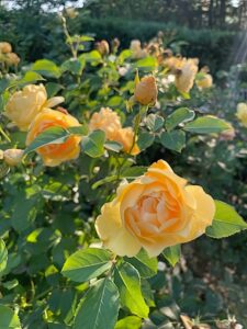 Roses by Gerry Pappalardo