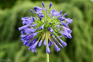 Agapanthus, Katharine Boyle