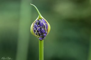 Agapanthus Bud, Katharine Boyle