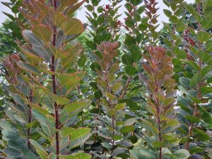 Cotinus Coggygria, Heather Emelander