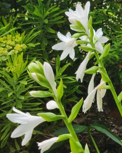 Fragrant White Hosta Flowers, Heather, Heather Emelander