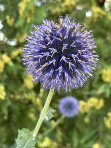 Globe Thistle