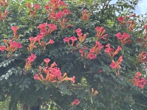 Trumpet Creeper.
