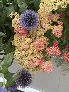 Yarrow and Globe Thistle