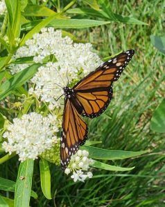 Asclepias Incarnata 'Ice Ballet'