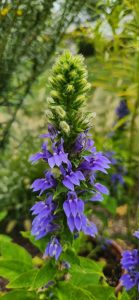 Lobelia Siphilitica