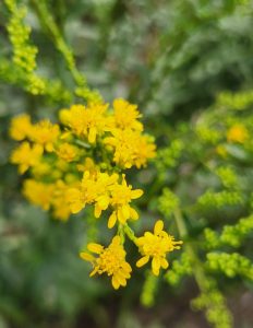 Solidago-Shortii