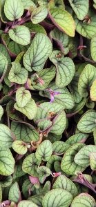Viola Walteri