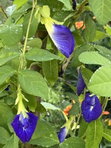 Clitoria Ternatea