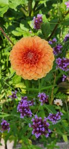Dahlia Verbena Bonariensis