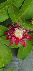 Red Passion Flower.