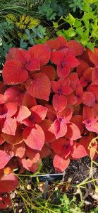 Coleus Spp