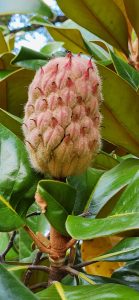 Magnolia Grandiflora cv Victoria - Seed Pod