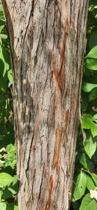 Taxodium Ascendens Bark