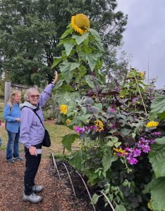 Giant Sunflower