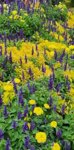 Purple and Yellow