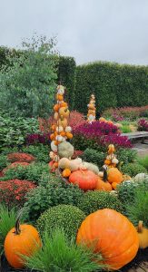 Pumpkins Tuteurs and Mums