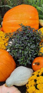 Pumpkins Mums and Peppers