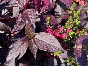 Alternanthera and Angelonia