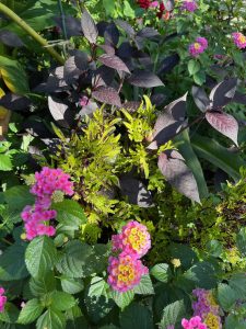 Alternanthera Colelus and Lantana