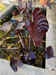 Colocasia