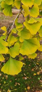 Ginkgo Leaves