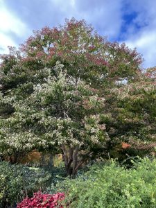 Heptacodum Miconioides